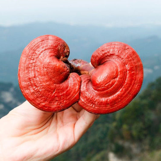 Hongos adaptógenos vs el cáncer