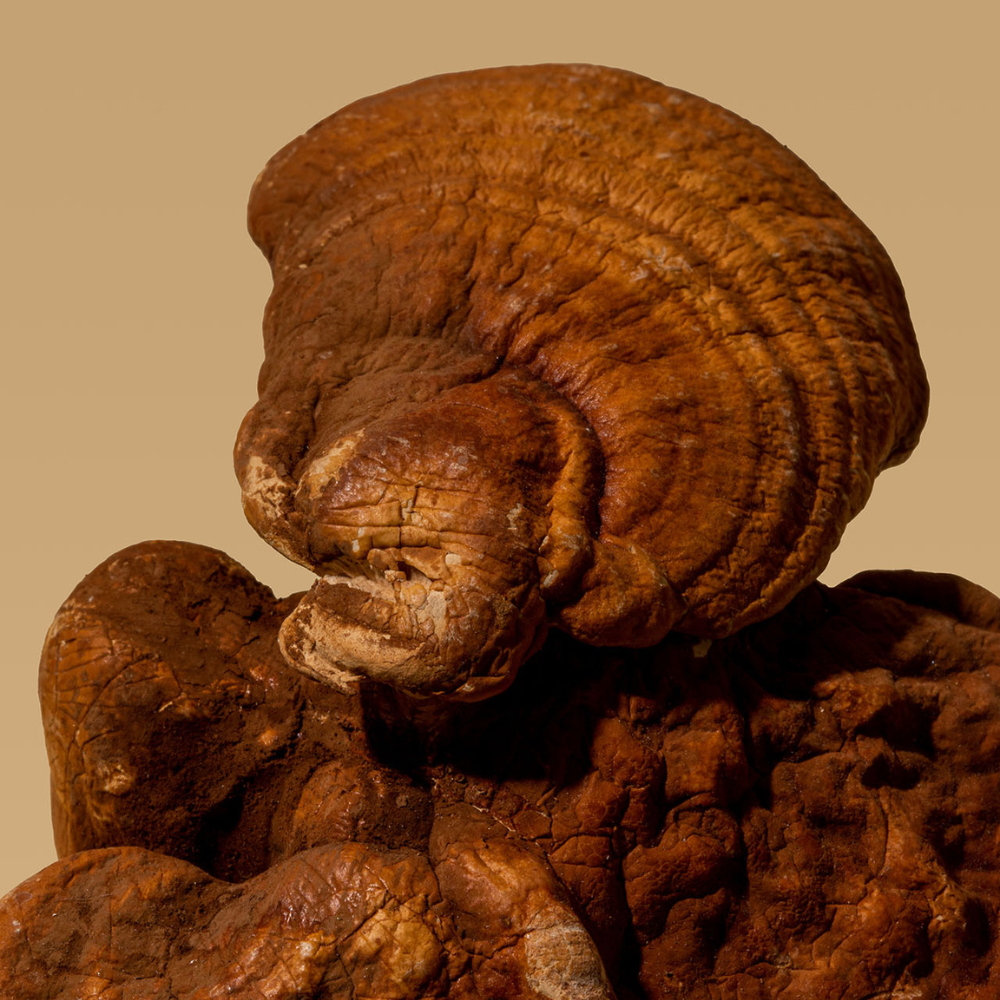 Reishi (60 cápsulas)