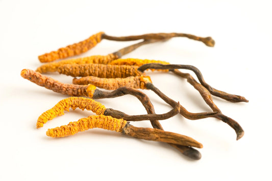 ¿Para qué sirve el hongo cordyceps?