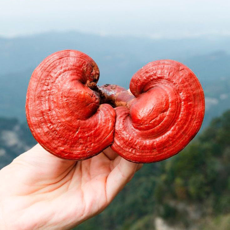 Hongos adaptógenos vs el cáncer