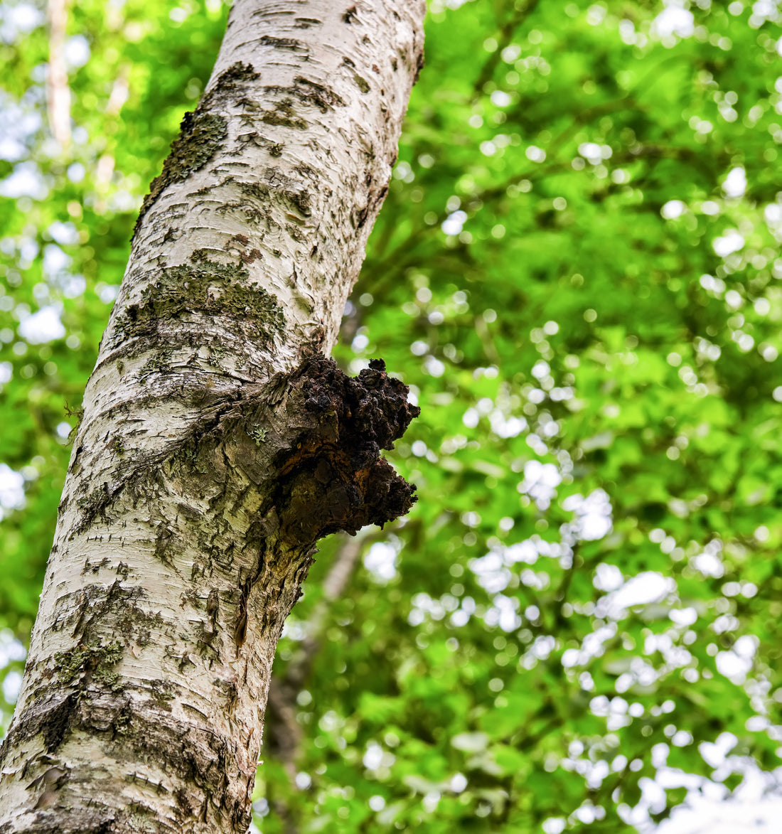 ¿Sabías que Chaga tiene beneficios ante COVID-19?