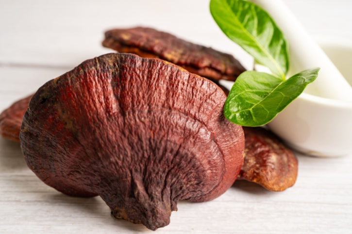 Reishi y equilibrio hormonal