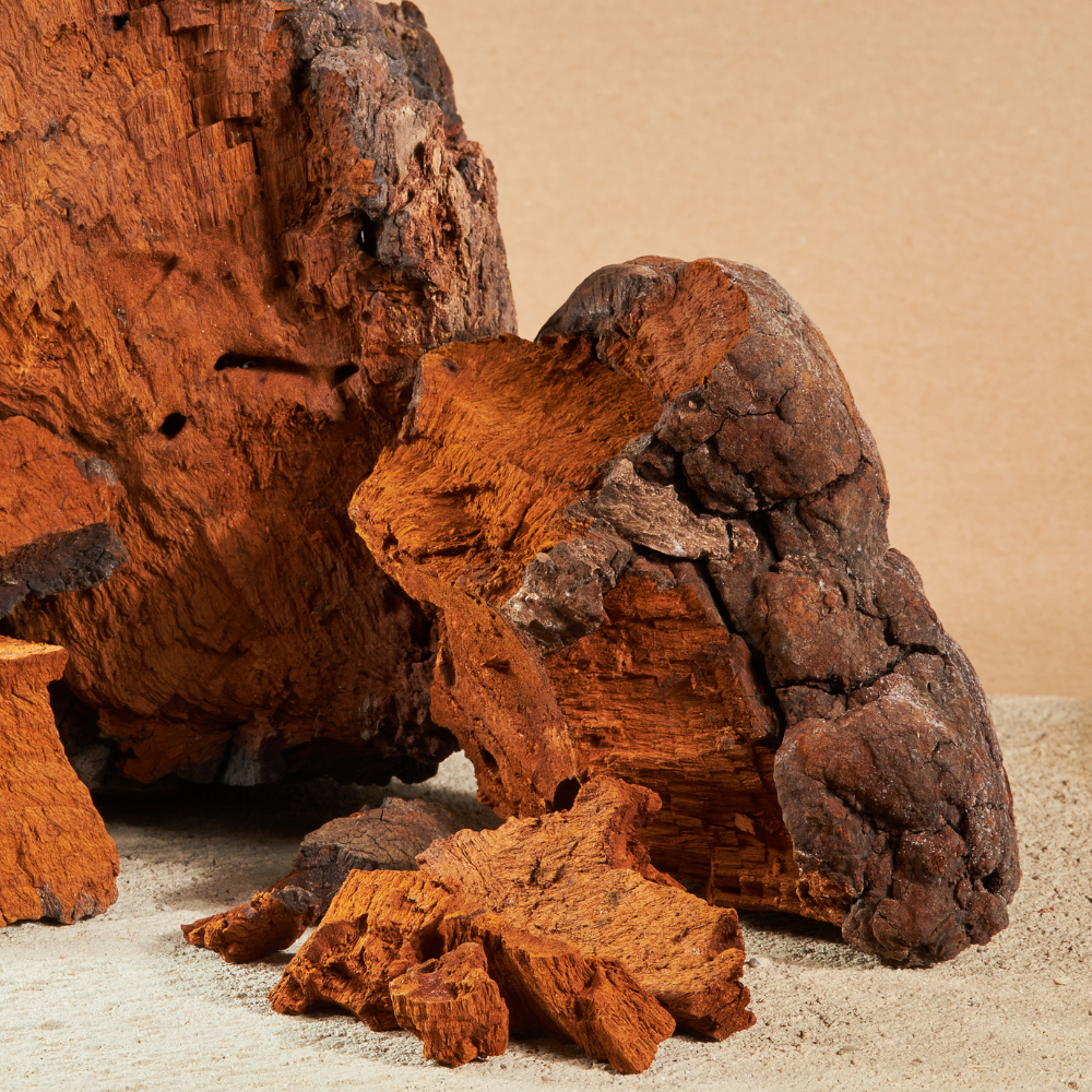 Chaga (60 cápsulas)